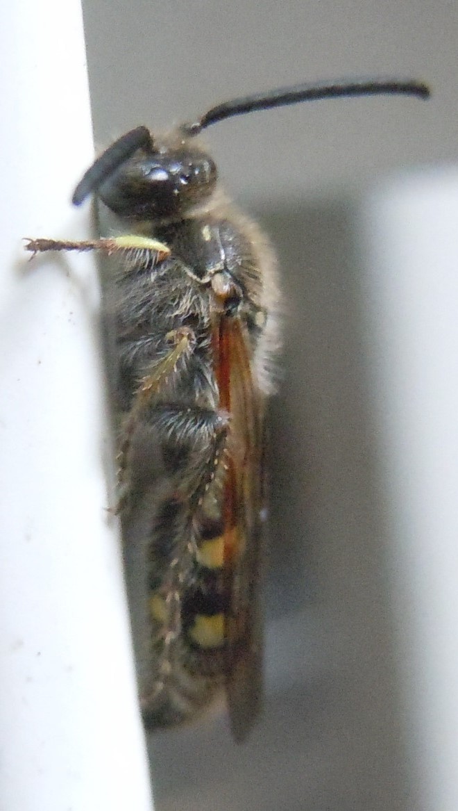 Colpa sexmaculata, maschio, Scoliidae